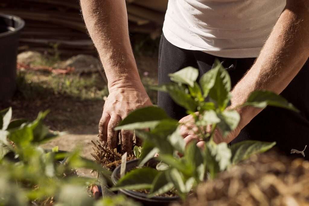 how to plant roses in the ground