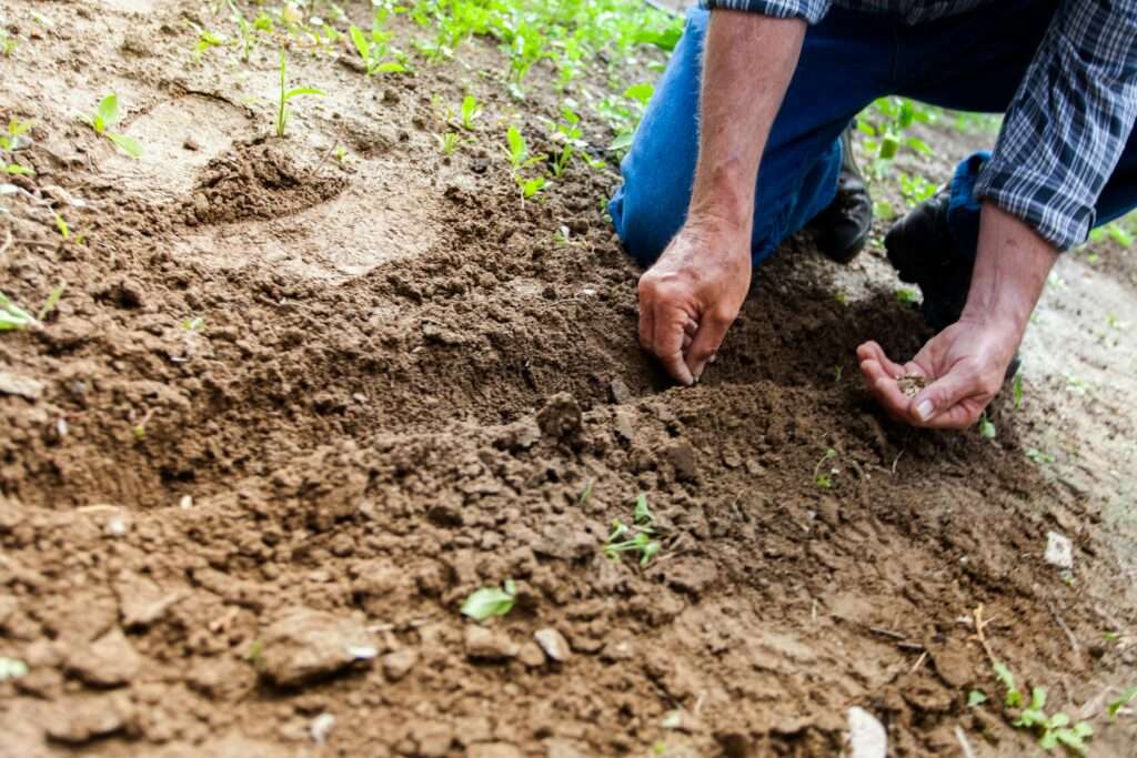 how to care for roses outdoors