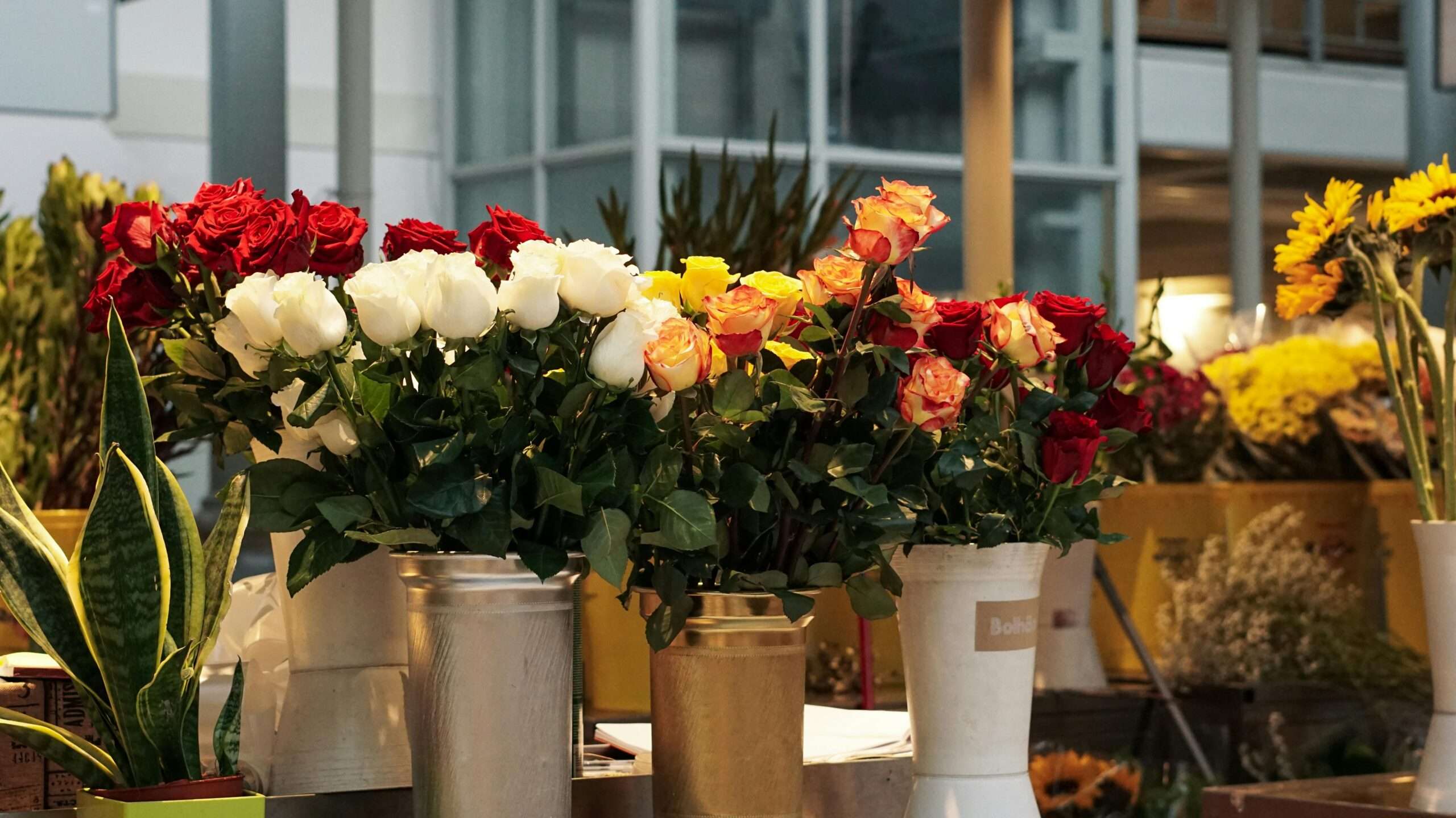 How to Grow Roses in Pots: Amazing Beginner’s Guide