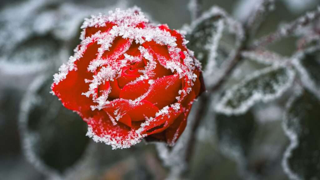 how to care for roses in the winter