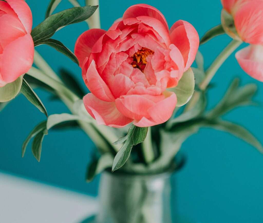 how to take care of roses in vase