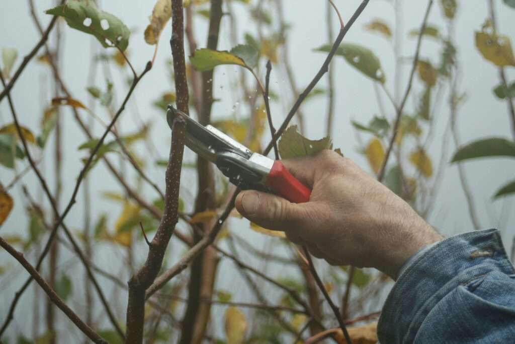 how to care for roses outdoors