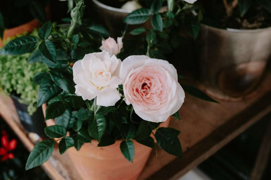 how to grow roses in pots