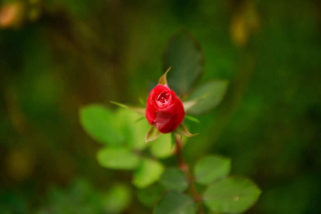 how to plant roses in the ground