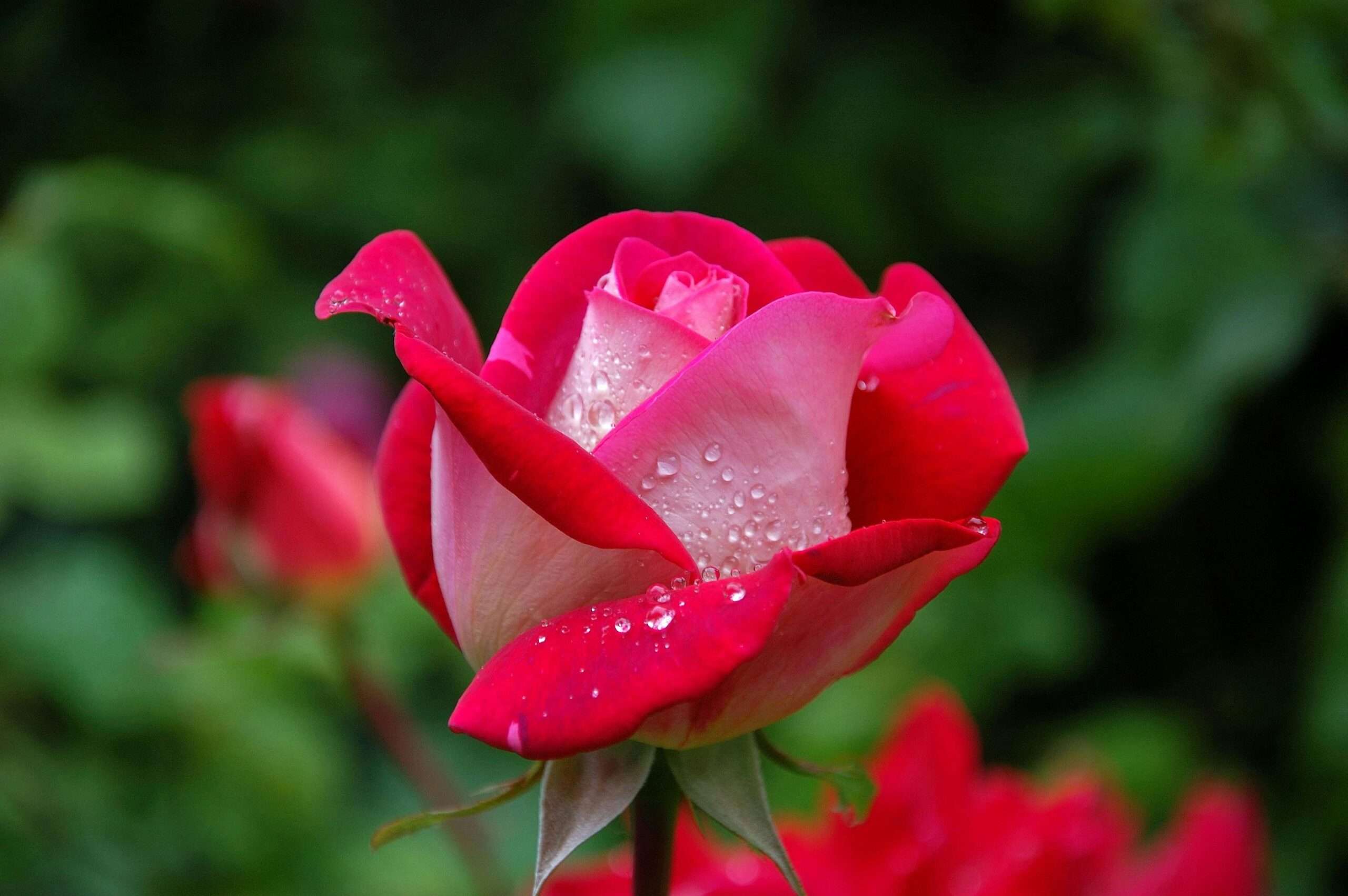 Ultimate Guide: How to Care Roses in Summer – Expert Tips