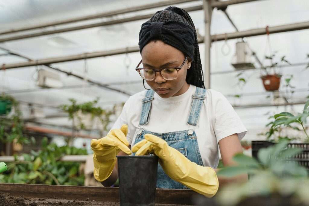 how to plant roses in the ground