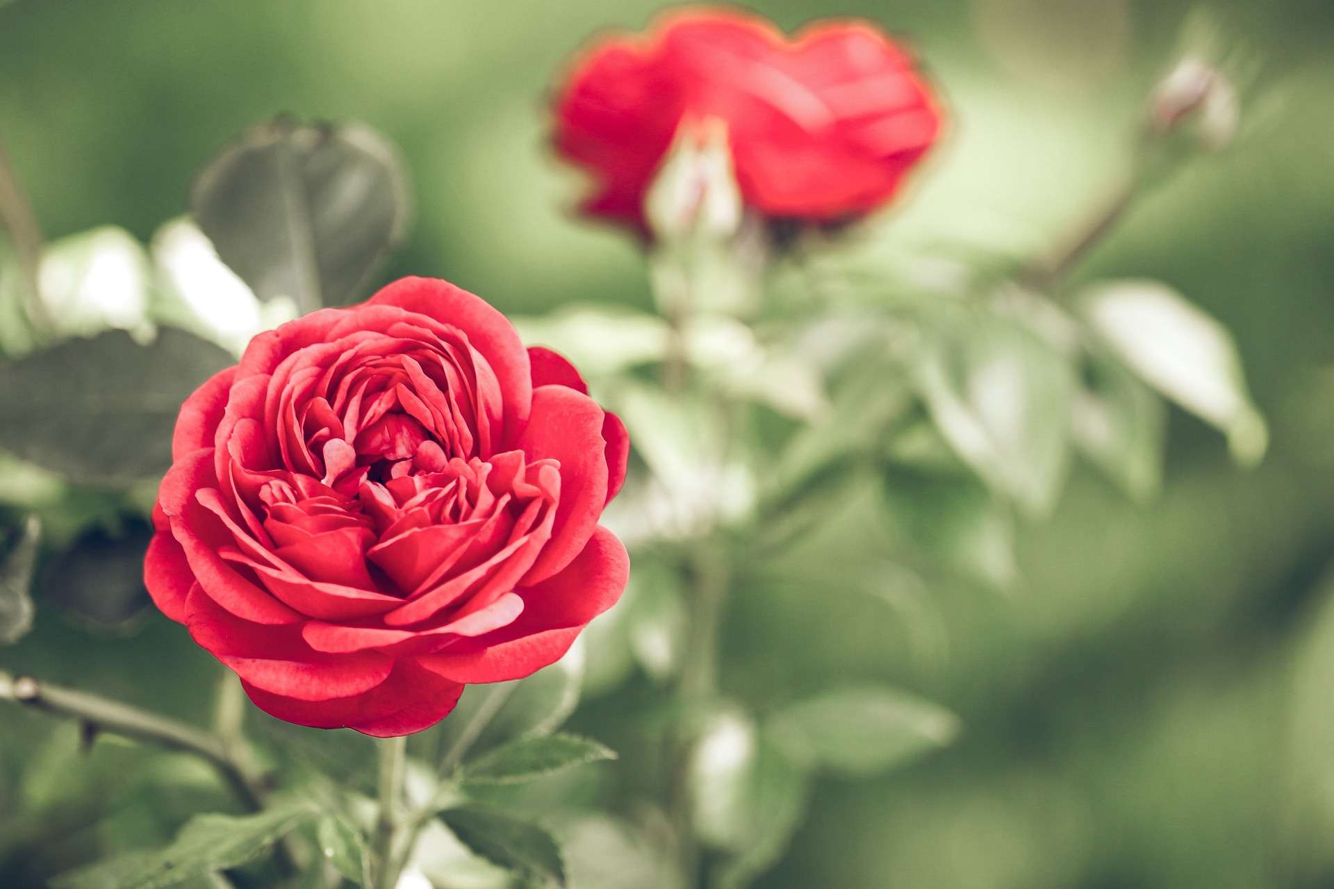 How to Grow Rose Plant Faster: 7 Tips for Glowing Blooms