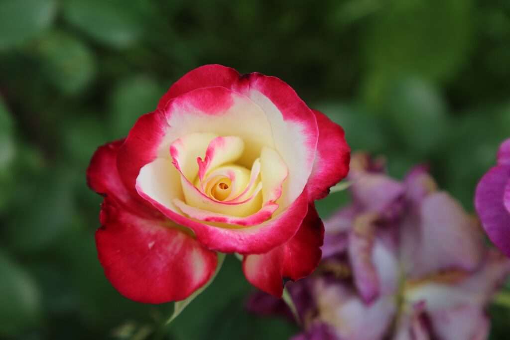 Rose care tips