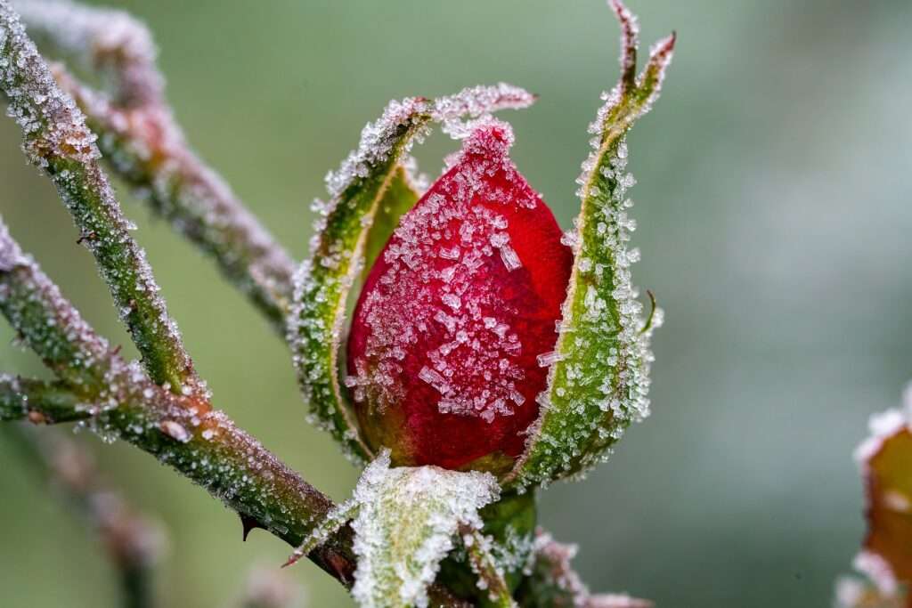 how to care for roses in the winter