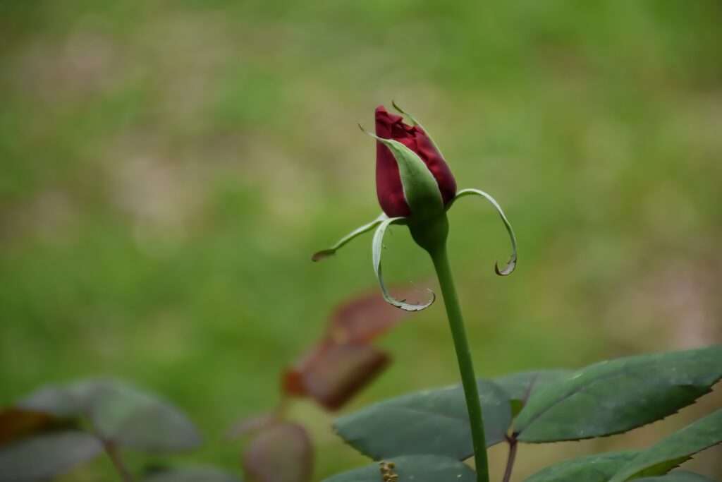 how to care roses in summer