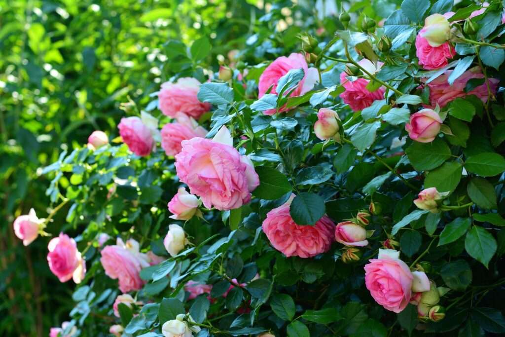 how to care roses in summer